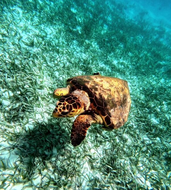 Holchan Marine Reserve Day Pass